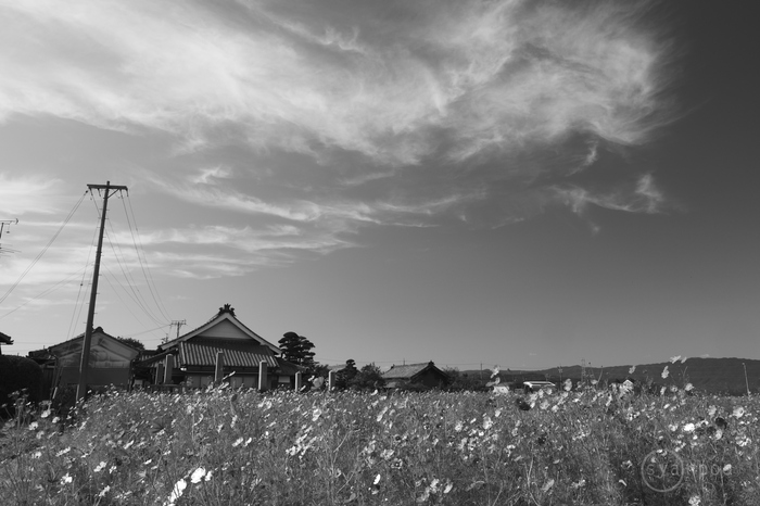お写ん歩: Panasonic LEICA DG VARIO-ELMARIT 12-60mm/F2.8-4.0